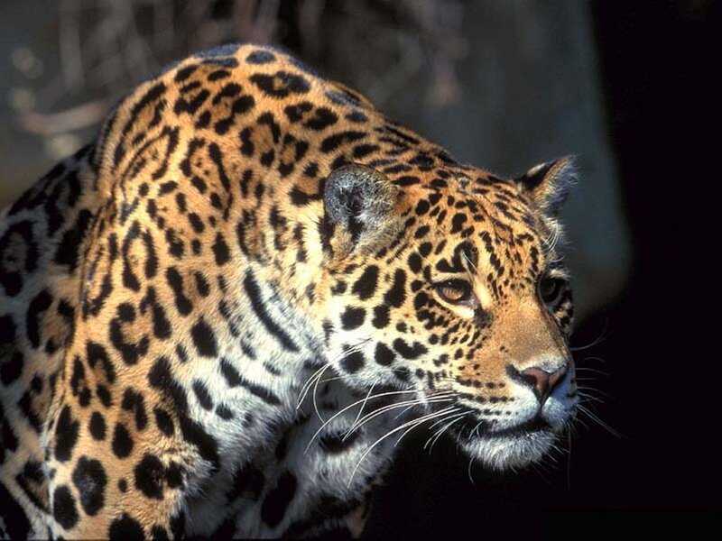 Close-up of a jaguar