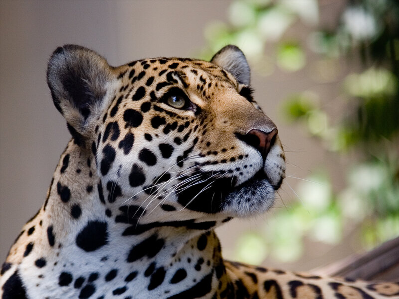 Close-up of a jaguar