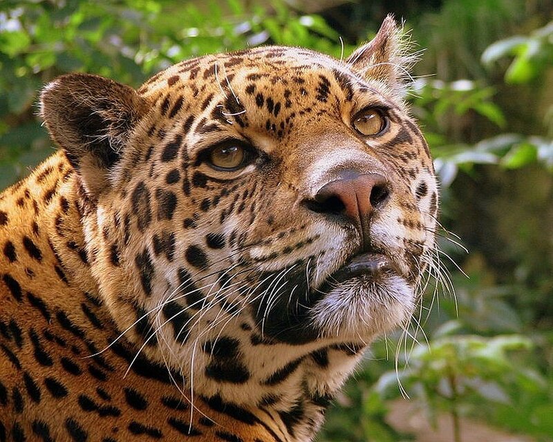 Close-up of a jaguar