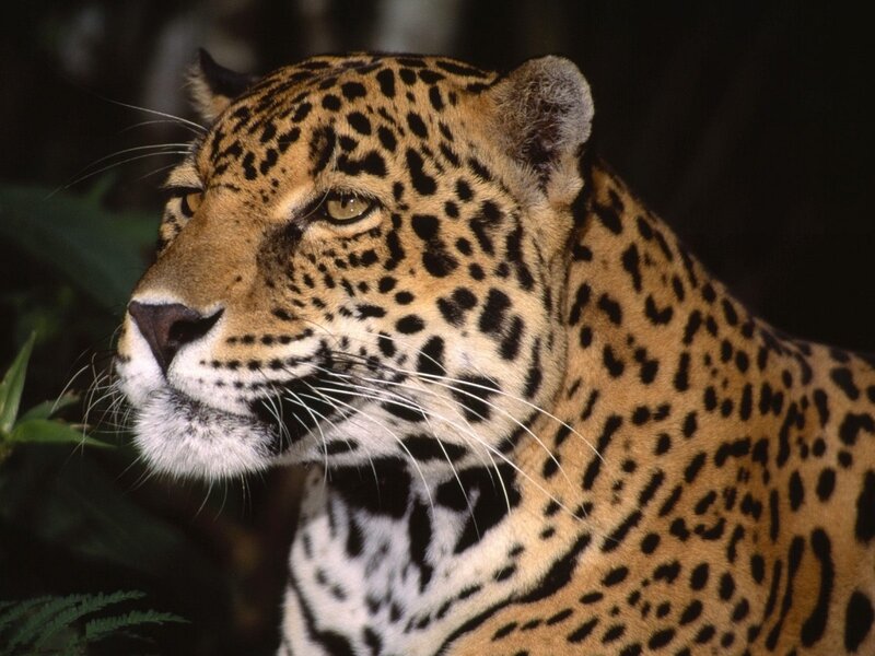 Close-up of a jaguar