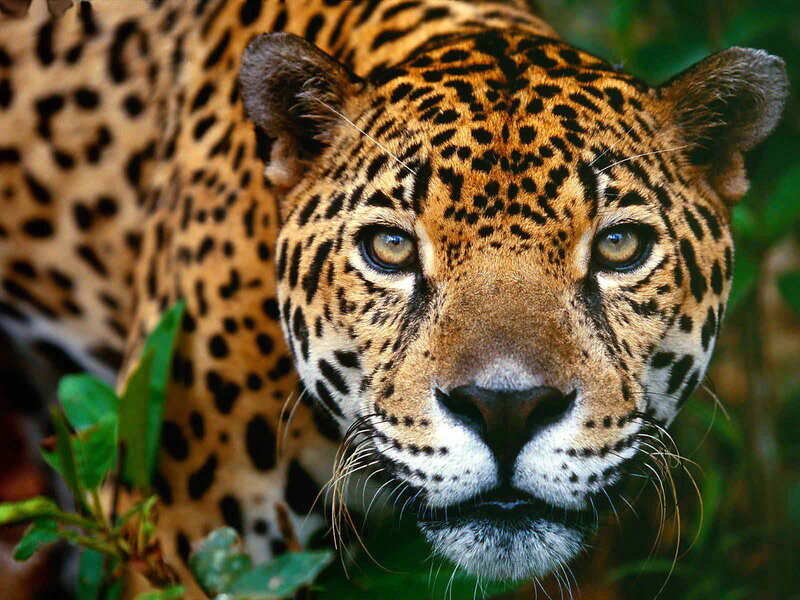 Close-up of a jaguar