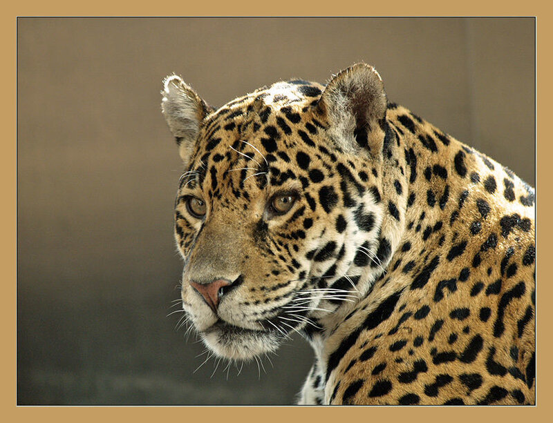 Close-up of a jaguar