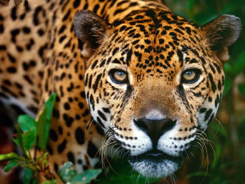Close-up of a jaguar