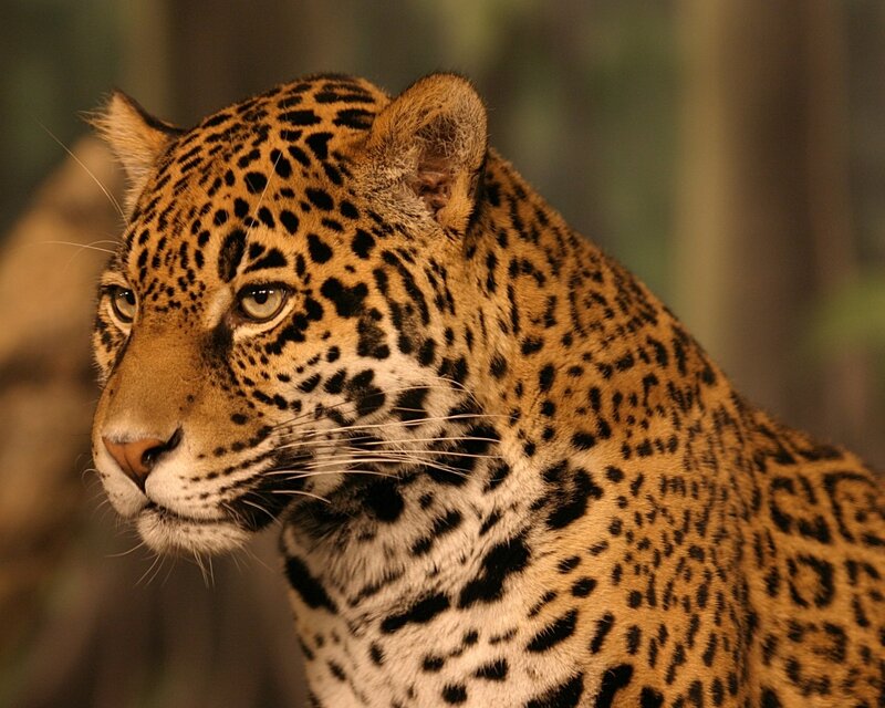 close-up of a jaguar