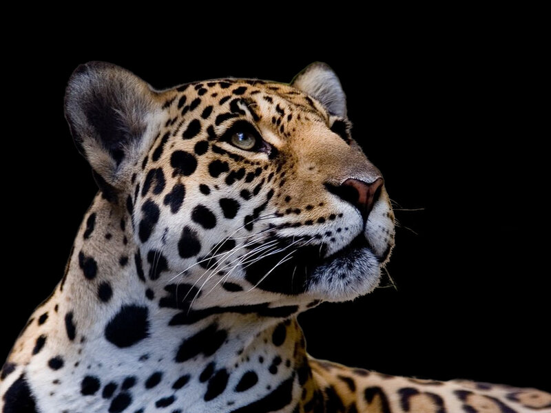 Close-up of a jaguar