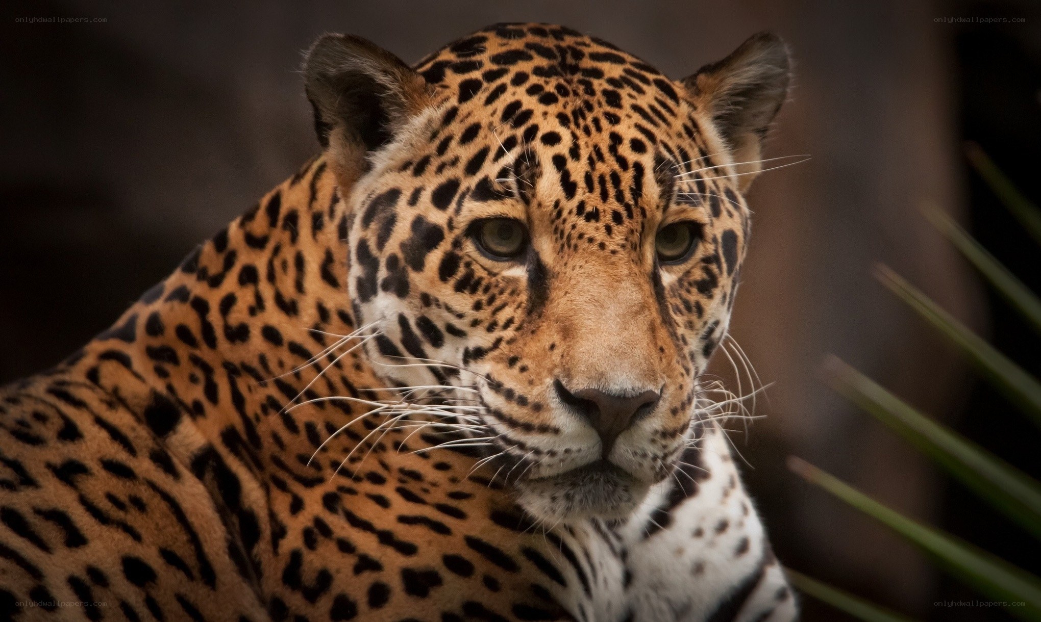Close-up of a jaguar