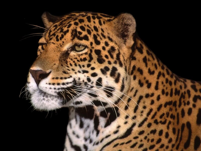 Close-up of a jaguar