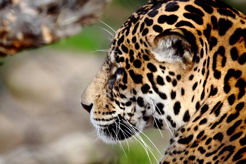 Close-up of a jaguar
