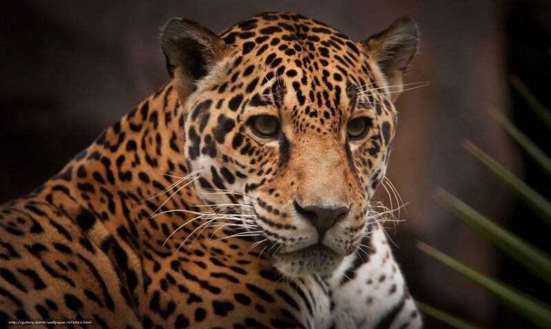 Close-up of a jaguar