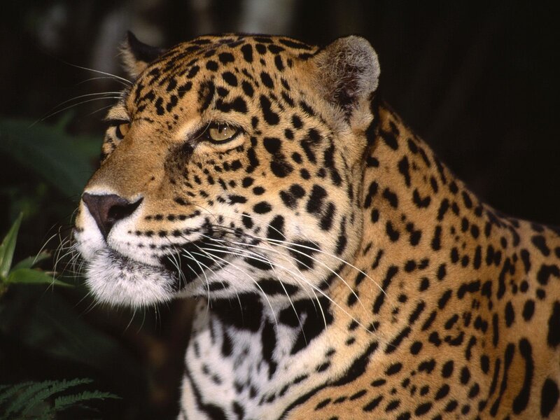 Close-up of a jaguar