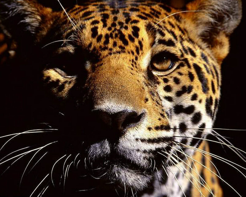 Close-up of a Jaguar — Black, Intense