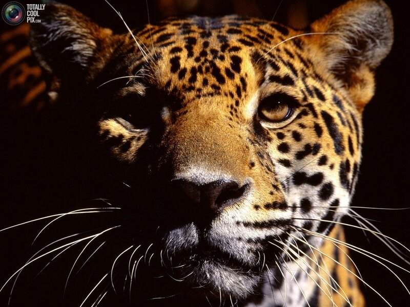 Close-up of a Jaguar — Black