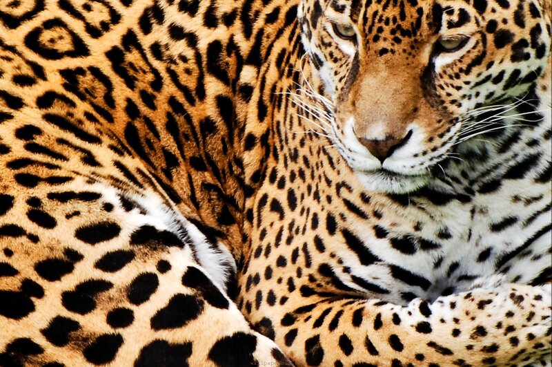 Close-up of a Jaguar — Brown, Calm, Photograph