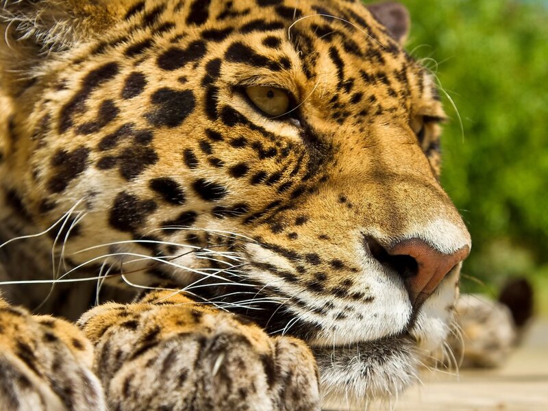 Close-up of a Jaguar — Brown, Calm