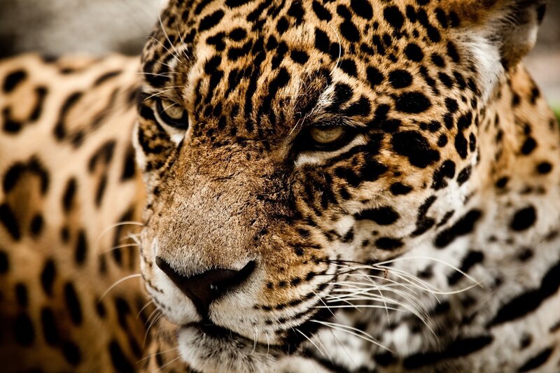 Close-up of a Jaguar — Brown, Intense