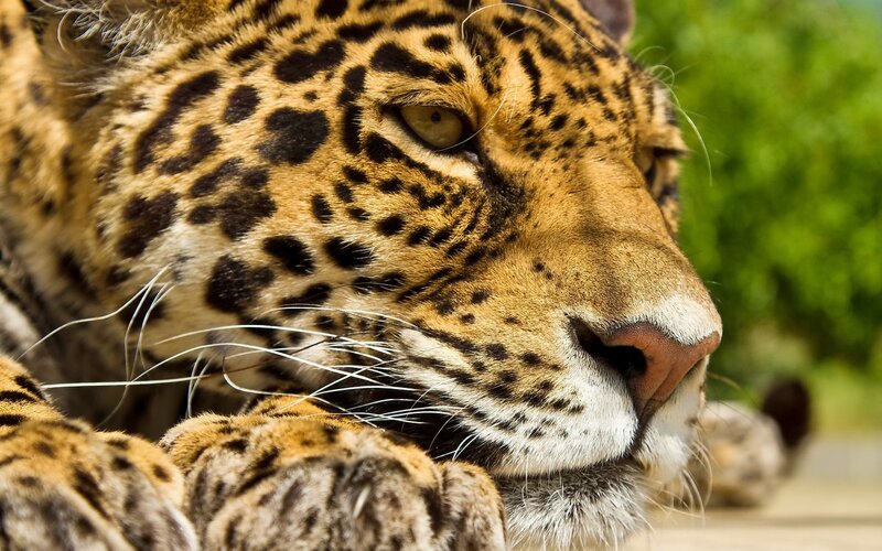Close-up of a Jaguar — Brown