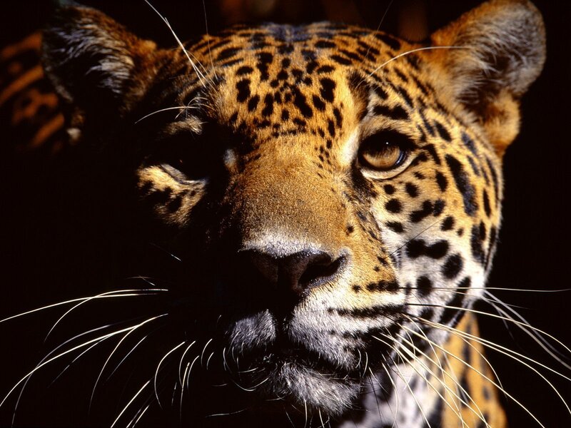 Close-up of a jaguar face