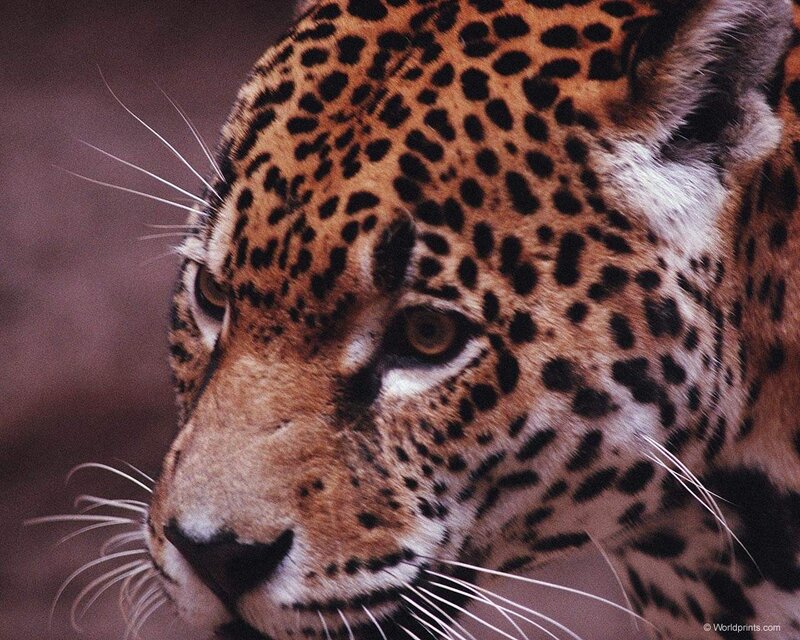 close-up of a jaguar's face