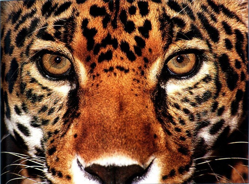 Close-up of a jaguar's face