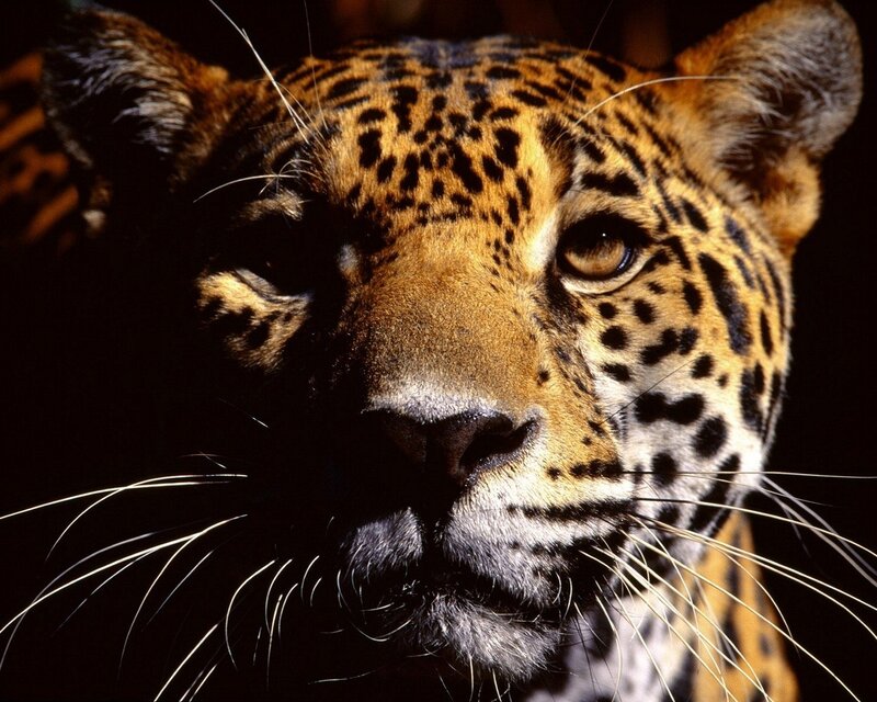 Close-up of a jaguar's face