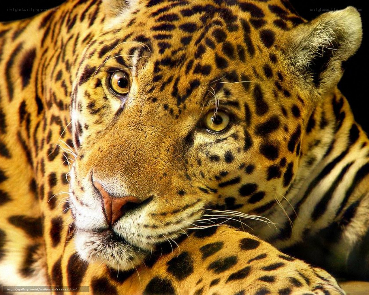 Close-up of a jaguar