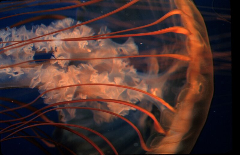 Close-up of a jellyfish