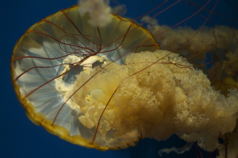 Close-up of a jellyfish