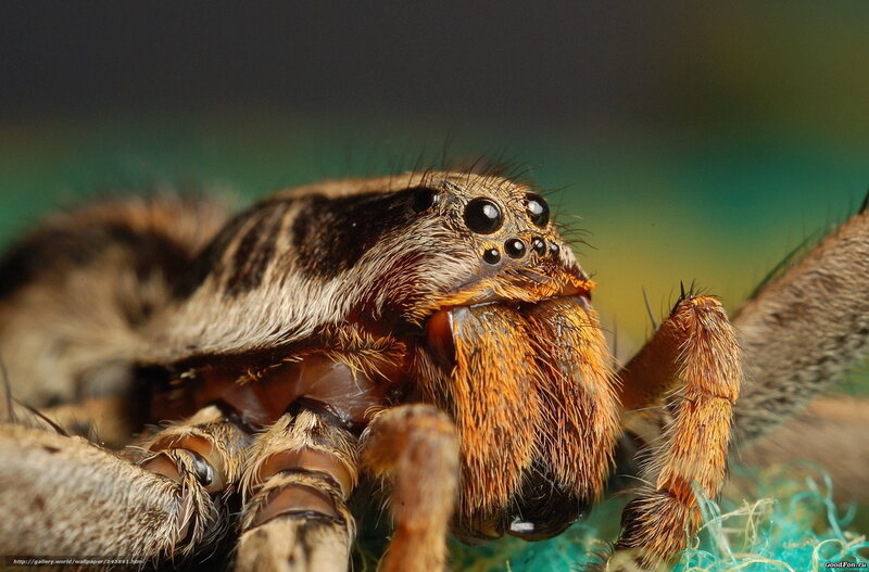 close-up of a jumping spider