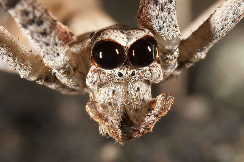close-up of a jumping spider