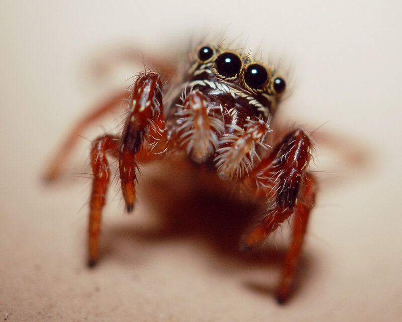 close-up of a jumping spider