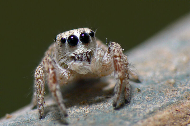 close-up of a jumping spider