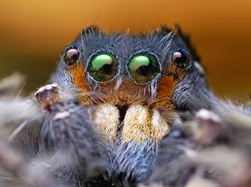 Close-up of a jumping spider