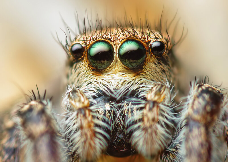 Close-up of a jumping spider