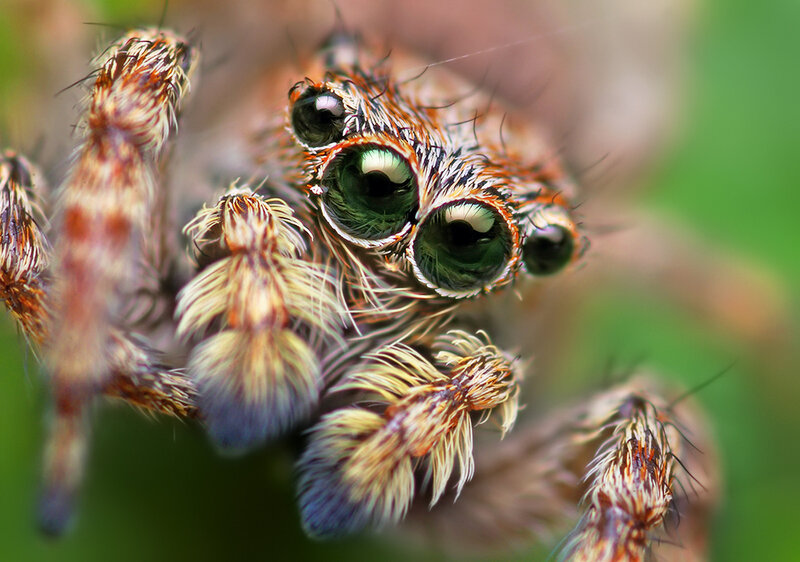 Close-up of a jumping spider