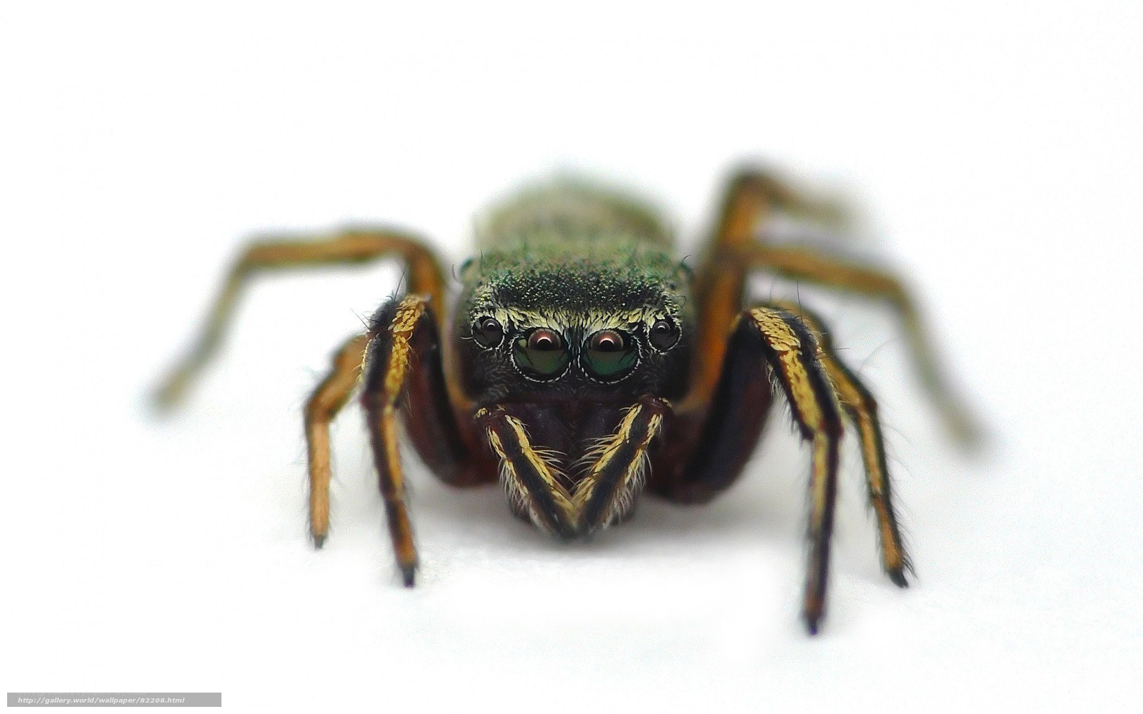 close-up of a jumping spider