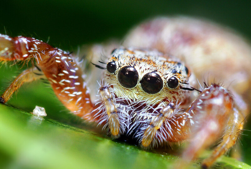 Close-up of a jumping spider