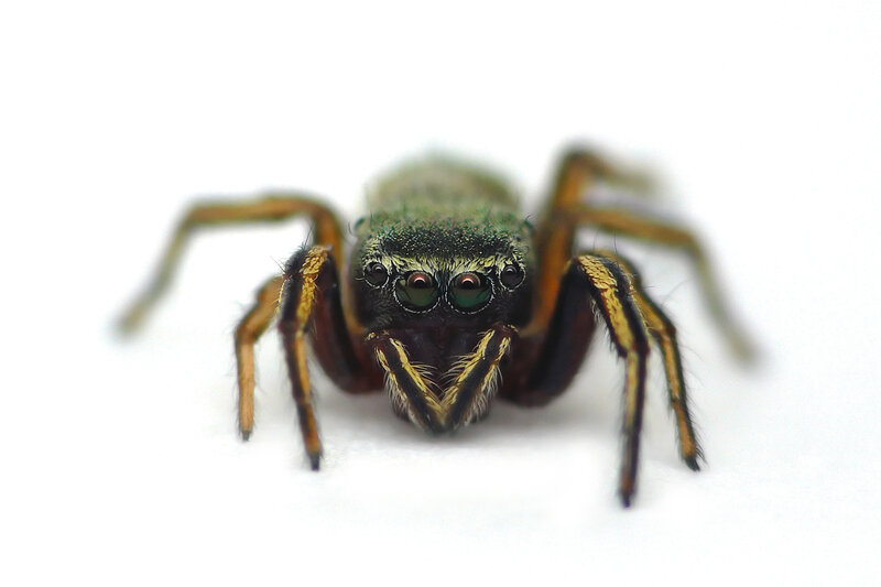 close-up of a jumping spider