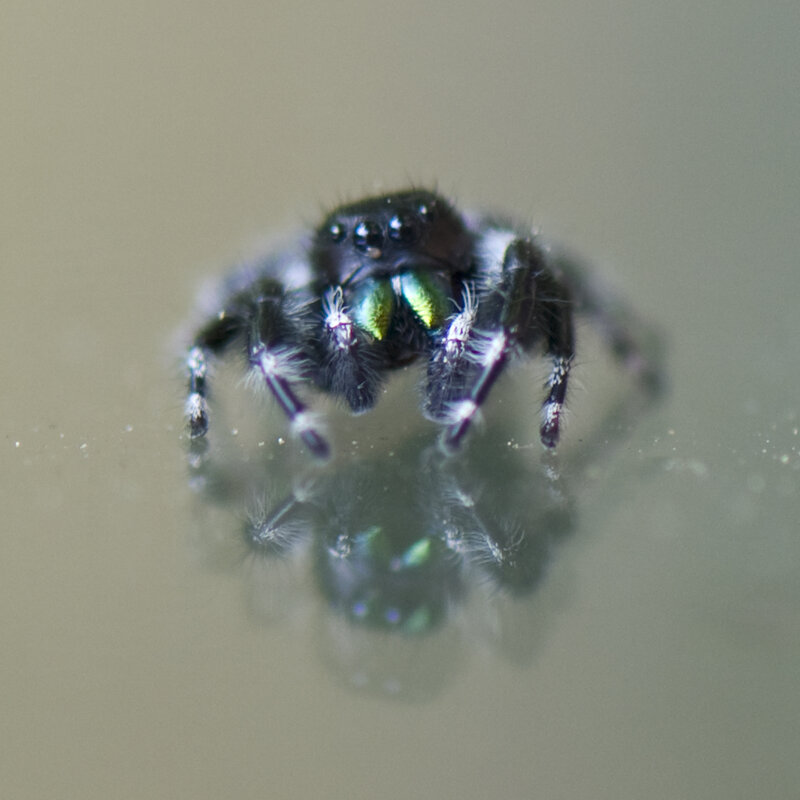 close-up of a jumping spider