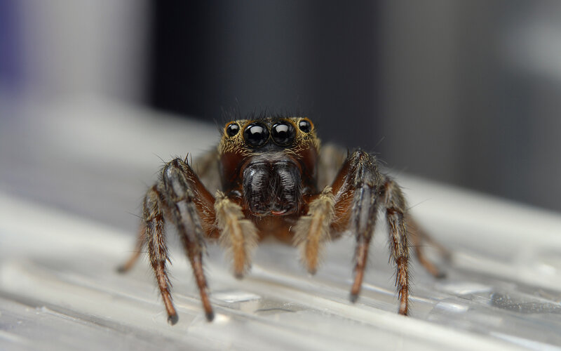 close-up of a jumping spider