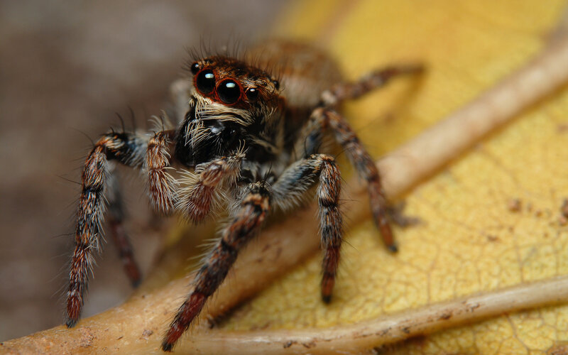 close-up of a jumping spider