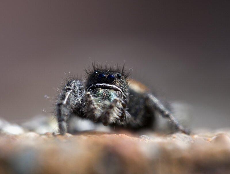 close-up of a jumping spider
