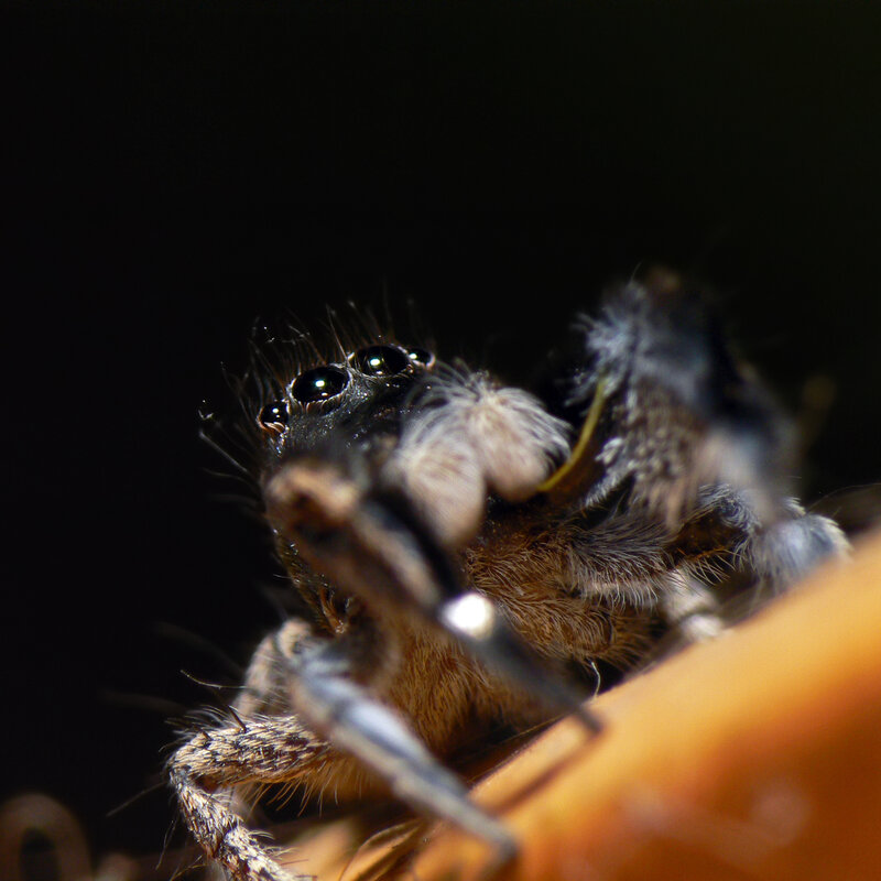 close-up of a jumping spider