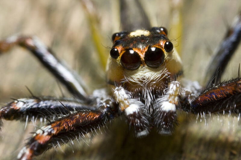 close-up of a jumping spider