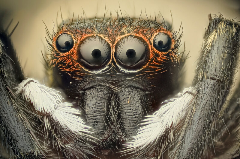 Close-up of a jumping spider