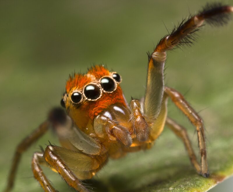 close-up of a jumping spider