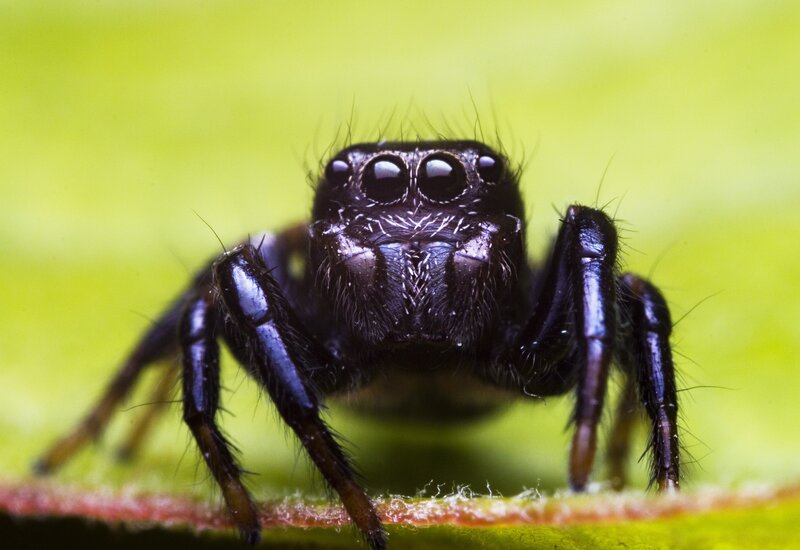 close-up of a jumping spider