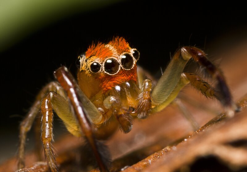 Close-up of a jumping spider