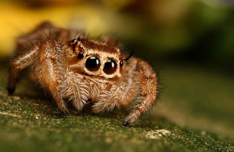 Close-up of a jumping spider