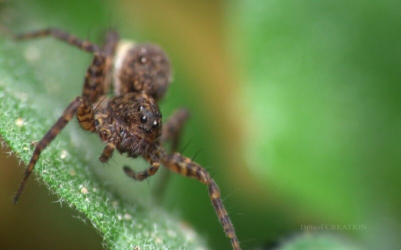 close-up of a jumping spider
