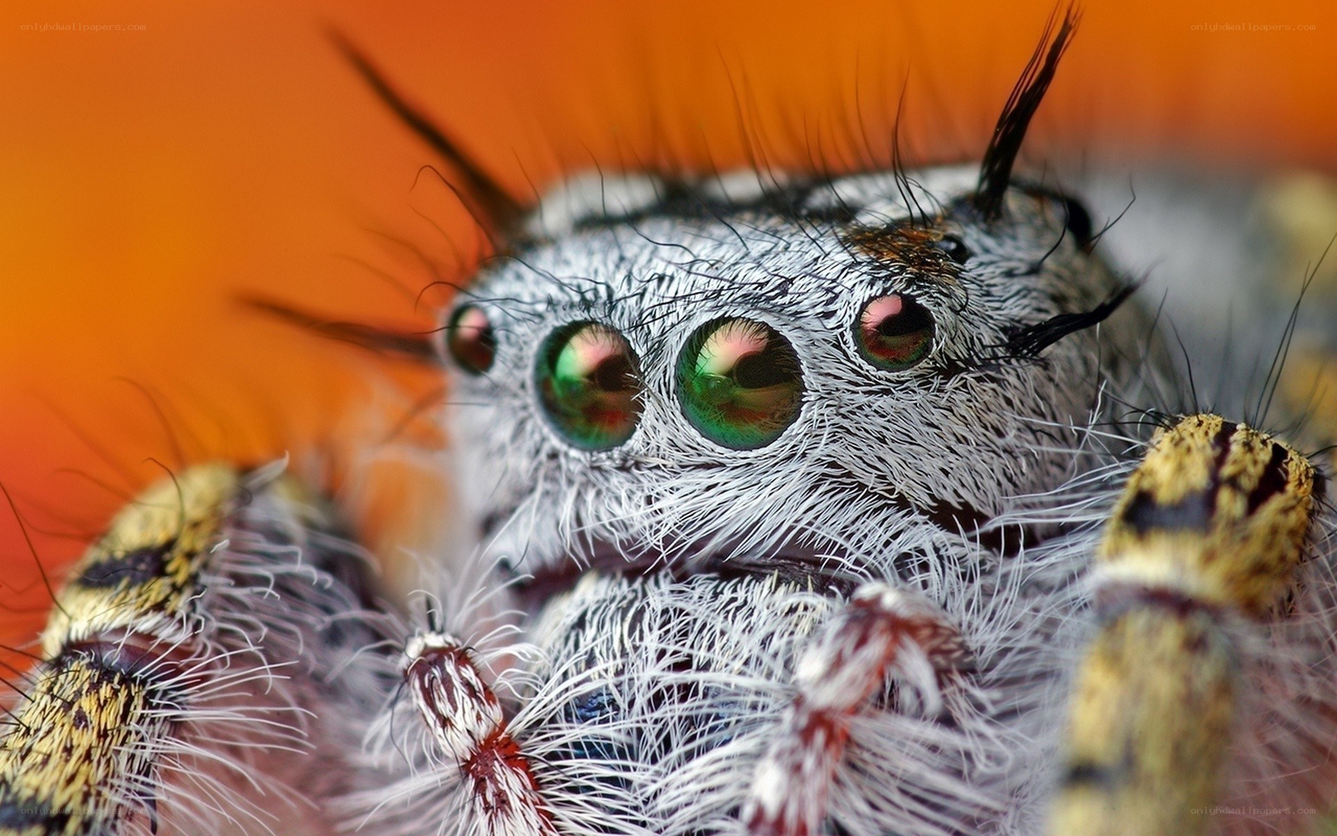 Close-up of a jumping spider